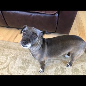 Meet your Posher, Millie